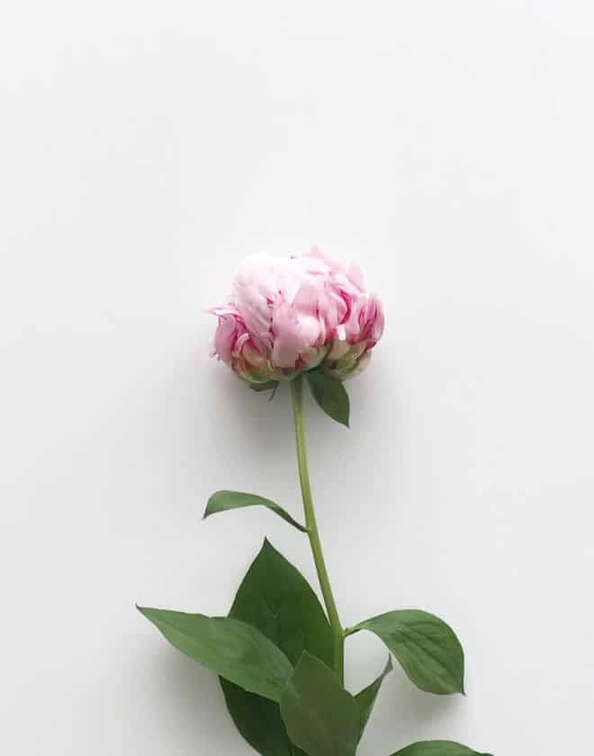 Pink Rose
