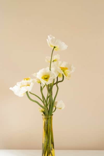 Zoe Schaeffer V Mv68ow3fe Unsplash